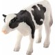 Mojo Holstein Calf, Standing