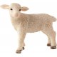 Mojo Lamb, Standing