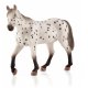 Mojo Appaloosa Stallion