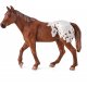 Mojo Appaloosa Stallion, Chestnut