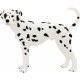 Mojo Dalmatian Dog