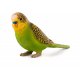 Mojo Budgerigar, Green