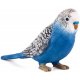 Mojo Budgerigar, Blue