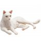 Mojo Cat Lying, White
